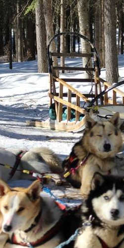 Un brave chien de traineau chez aventure quatre saisons!